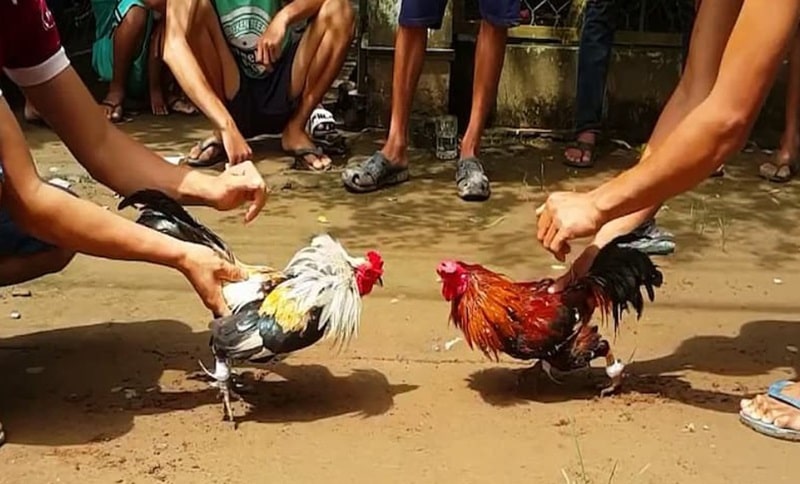 Tại sao cách thả gà đá cựa sắt lại quan trọng?